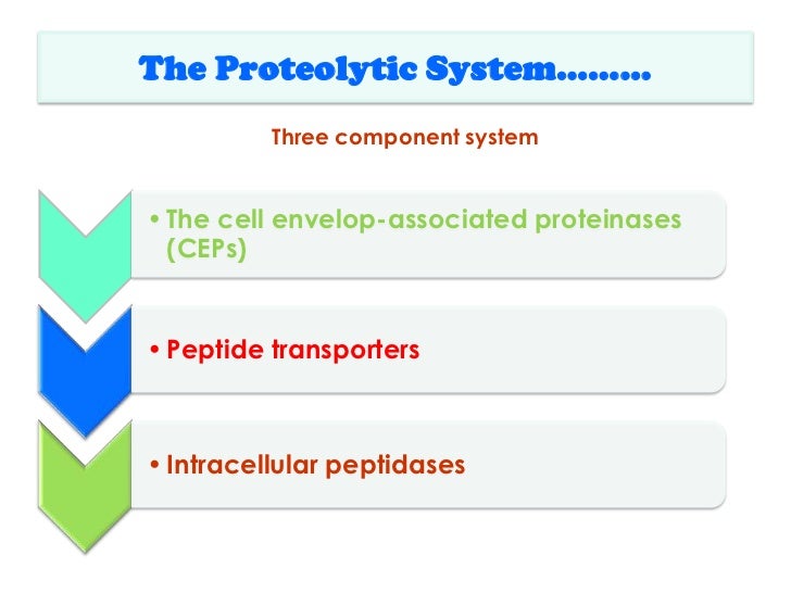 Proteolytic systems in lactic acid bacteria