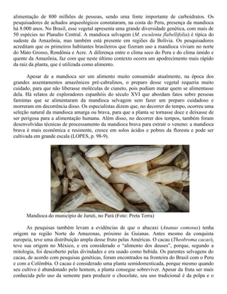 alimentação de 800 milhões de pessoas, sendo uma fonte importante de carboidratos. Os
pesquisadores de achados arqueológicos constataram, na costa do Peru, presença da mandioca
há 8.000 anos. No Brasil, esse vegetal apresenta uma grande diversidade genética, com mais de
50 espécies no Planalto Central. A mandioca selvagem (M. esculenta flabellifolia) é típica do
sudeste da Amazônia, mas também está presente em regiões da Bolívia. Os pesquisadores
acreditam que os primeiros habitantes brasileiros que fizeram uso a mandioca viviam no norte
do Mato Grosso, Rondônia e Acre. A diferença entre o clima seco do Peru e do clima úmido e
quente da Amazônia, faz com que neste último contexto ocorra um apodrecimento mais rápido
da raiz da planta, que é utilizada como alimento.
Apesar de a mandioca ser um alimento muito consumido atualmente, na época dos
grandes assentamentos amazônicos pré-cabralinos, o preparo desse vegetal requeria muito
cuidado, para que não liberasse moléculas de cianeto, pois podiam matar quem se alimentasse
dela. Há relatos de exploradores espanhóis do século XVI que abordam fatos sobre pessoas
famintas que se alimentaram da mandioca selvagem sem fazer um preparo cuidadoso e
morreram em decorrência disso. Os especialistas dizem que, no decorrer do tempo, ocorreu uma
seleção natural da mandioca amarga ou brava, para que a planta se tornasse doce e deixasse de
ser perigosa para a alimentação humana. Além disso, no decorrer dos tempos, também foram
desenvolvidas técnicas de processamento da mandioca brava para extrair o veneno: a mandioca
brava é mais econômica e resistente, cresce em solos ácidos e pobres da floresta e pode ser
cultivada em grande escala (LOPES, p. 98-9).
Mandioca do município de Juruti, no Pará (Foto: Preta Terra)
As pesquisas também levam a evidências de que o abacaxi (Ananas comosus) tenha
origem na região Norte do Amazonas, próximo às Guianas. Antes mesmo da conquista
europeia, teve uma distribuição ampla desse fruto pelas Américas. O cacau (Theobroma cacao),
teve sua origem no México, e era considerado o “alimento dos deuses”, porque, segundo a
mitologia, foi descoberto pelas divindades e era usado como bebida. Os parentes selvagens do
cacau, de acordo com pesquisas genéticas, foram encontrados na fronteira do Brasil com o Peru
e com a Colômbia. O cacau é considerado uma planta semidomesticada, porque mesmo quando
seu cultivo é abandonado pelo homem, a planta consegue sobreviver. Apesar da fruta ser mais
conhecida pelo uso da semente para produzir o chocolate, seu uso tradicional é da polpa e o
 