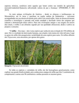aspectos místicos, esotéricos entre aqueles que lutam contra seu modelo de agricultura
mercantil-industrial-financeira subvertendo valores de paz e bonança.’ (PINHEIRO, P. 484
2019)
As mais antigas civilizações da América – desde os olmecas e teotihuacanos na
Mesoamérica, até os incas e quechuas na região andina da Sudamérica – estiveram
acompanhadas em seu desenvolvimento pelo cultivo do cereal milho. Junto ao desenvolvimento
científico e tecnológico o passado está sendo estudado e decifrado vários dos enigmas que
rodeiam a domesticação deste cultivo. Para esta civilizações antigas e seu resgate em nossos
dias atuais, o milho é um alimento sagrado por sua qualidade ultrassocial, desde o cultivo ao
preparo e consumo.
“O milho – Zea mays - não é uma espécie que venha de uma evolução de 150 milhões de
anos. Ele é o resultado da intervenção humana, sua criação e tem menos de vinte mil anos. Logo
os genes do milho têm pouquíssima variabilidade de uma espécie para outra. Os milhos diferem
dos Tripsacums, seus ancestrais, por apenas dois genes.
Imagens: Tripsacum dactyloides
Se todas as espécies e variedades de milho são tão homogêneas geneticamente, como
explicar sua grande biodiversidade, pois conhecemos espigas de milho que têm 3 centímetros de
comprimento e outras com 90 centímetros e ambas possuem os mesmos genes.
 