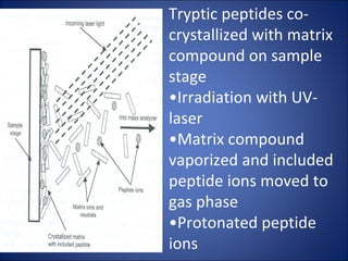 Tryptic peptides co-crystallized with matrix compound on sample stage • Irradiation with UV-laser • Matrix compound vaporized and included peptide ions moved to gas phase • Protonated peptide ions  