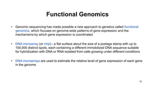 12
Functional Genomics
• Genomic sequencing has made possible a new approach to genetics called functional
genomics, which focuses on genome-wide patterns of gene expression and the
mechanisms by which gene expression is coordinated
• DNA microarray (or chip) - a flat surface about the size of a postage stamp with up to
100,000 distinct spots, each containing a different immobilized DNA sequence suitable
for hybridization with DNA or RNA isolated from cells growing under different conditions
• DNA microarrays are used to estimate the relative level of gene expression of each gene
in the genome
 
