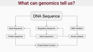 What can genomics tell us?
DNA Sequence
Gene Sequence
Protein/Gene Function
Protein Sequence
Regulatory Sequence
Gene Expression
DNA Variation
Human disease
 