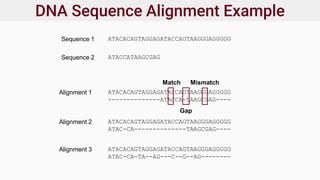 DNA Sequence Alignment Example
Sequence 1
Sequence 2
ATACACAGTAGGAGATACCAGTAAGGGAGGGGG
ATACCATAAGCGAG
Alignment 1 ATACACAGTAGGAGATACCAGTAAGGGAGGGGG
--------------ATACCA-TAAGCGAG----
Alignment 2 ATACACAGTAGGAGATACCAGTAAGGGAGGGGG
ATAC-CA--------------TAAGCGAG----
Alignment 3 ATACACAGTAGGAGATACCAGTAAGGGAGGGGG
ATAC-CA-TA--AG---C--G--AG--------
Match
Gap
Mismatch
 