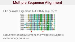Like pairwise alignment, but with N sequences
Sequence consensus among many species suggests
evolutionary pressure
Multiple Sequence Alignment
 