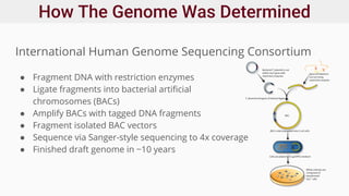 How The Genome Was Determined
International Human Genome Sequencing Consortium
● Fragment DNA with restriction enzymes
● Ligate fragments into bacterial artificial
chromosomes (BACs)
● Amplify BACs with tagged DNA fragments
● Fragment isolated BAC vectors
● Sequence via Sanger-style sequencing to 4x coverage
● Finished draft genome in ~10 years
 