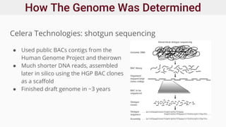 How The Genome Was Determined
Celera Technologies: shotgun sequencing
● Used public BACs contigs from the
Human Genome Project and theirown
● Much shorter DNA reads, assembled
later in silico using the HGP BAC clones
as a scaffold
● Finished draft genome in ~3 years
 