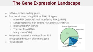 The Gene Expression Landscape
● mRNA - protein coding genes
● Functional non-coding RNA (ncRNA) biotypes:
○ microRNA (miRNA)/small interfering RNA (siRNA)
○ Long (intergenic) non-coding RNA (lncRNA/lincRNA)
○ Ribosomal RNA (rRNA)
○ Transfer RNA (tRNA)
○ Many more (30+)
● Antisense: transcript initiated from TSS
in opposite direction of primary gene
● Pseudogenes
 
