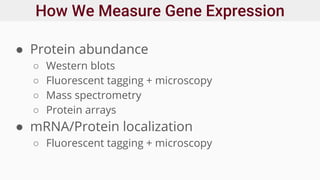 How We Measure Gene Expression
● Protein abundance
○ Western blots
○ Fluorescent tagging + microscopy
○ Mass spectrometry
○ Protein arrays
● mRNA/Protein localization
○ Fluorescent tagging + microscopy
 