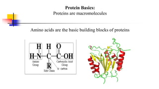 Protein Basics:
Proteins are macromolecules
Amino acids are the basic building blocks of proteins
 