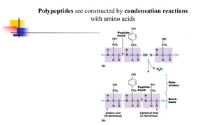 Polypeptides are constructed by condensation reactions
with amino acids
 