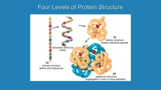 Four Levels of Protein Structure
 
