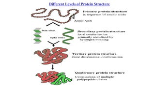 Different Levels of Protein Structure
 