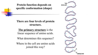 Protein function depends on
specific conformation (shape)
There are four levels of protein
structure.
The primary structure is the
linear sequence of amino acids.
What determines this sequence?
Where in the cell are amino acids
joined this way?
 