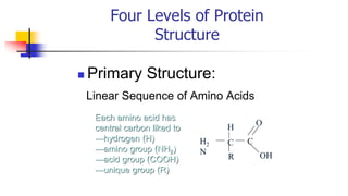 Four Levels of Protein
Structure
◼ Primary Structure:
Linear Sequence of Amino Acids
C C
H2
N
H
R
Each amino acid has
central carbon liked to
---hydrogen (H)
---amino group (NH2)
---acid group (COOH)
---unique group (R)
O
OH
 