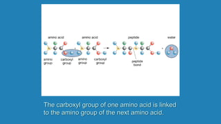 The carboxyl group of one amino acid is linked
to the amino group of the next amino acid.
 