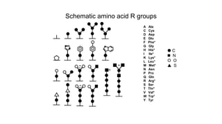 Schematic amino acid R groups
A Ala
C Cys
D Asp
E Glu
F Phe*
G Gly
H His*
I Ile*
K Lys*
L Leu*
M Met*
N Asn
P Pro
Q Gln
R Arg*
S Ser
T Thr*
V Val*
W Trp*
Y Tyr
 C
◼ N
 O
 S
 