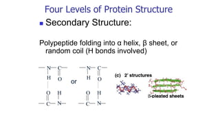 Four Levels of Protein Structure
◼ Secondary Structure:
Polypeptide folding into α helix, β sheet, or
random coil (H bonds involved)
C
O
N
H
C
O
N
H
C
O
N
H
C
O
N
H
or
 
