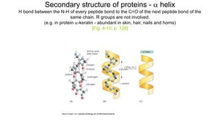 Secondary structure of proteins -  helix
H bond between the N-H of every peptide bond to the C=O of the next peptide bond of the
same chain. R groups are not involved.
(e.g. in protein -keratin - abundant in skin, hair, nails and horns)
[Fig. 4-10, p. 128]
(Pitch)
 