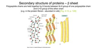 Secondary structure of proteins – β sheet
Polypeptide chains are held together by H bonds between N-H group of one polypeptide chain
and C=O group of the other chain
(e.g. in the protein fibroin - abundant in silk) [Fig. 4-10, p. 128]
 