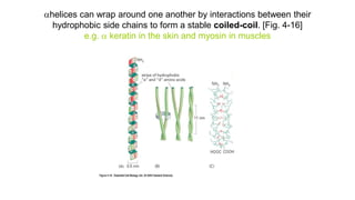 helices can wrap around one another by interactions between their
hydrophobic side chains to form a stable coiled-coil. [Fig. 4-16]
e.g.  keratin in the skin and myosin in muscles
 
