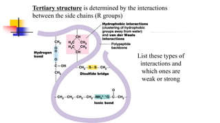 Tertiary structure is determined by the interactions
between the side chains (R groups)
List these types of
interactions and
which ones are
weak or strong
 