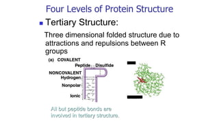 Four Levels of Protein Structure
◼ Tertiary Structure:
Three dimensional folded structure due to
attractions and repulsions between R
groups
All but peptide bonds are
involved in tertiary structure.
 