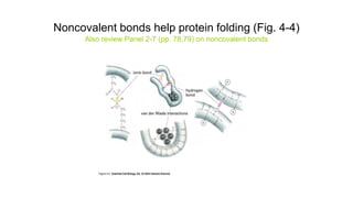 Noncovalent bonds help protein folding (Fig. 4-4)
Also review Panel 2-7 (pp. 78,79) on noncovalent bonds
 