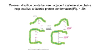 Covalent disulfide bonds between adjacent cysteine side chains
help stabilize a favored protein conformation [Fig. 4-29]
 