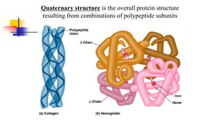 Quaternary structure is the overall protein structure
resulting from combinations of polypeptide subunits
 