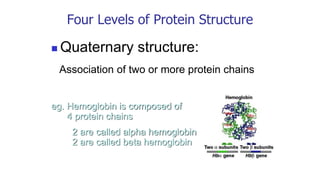 Four Levels of Protein Structure
◼ Quaternary structure:
Association of two or more protein chains
eg. Hemoglobin is composed of
4 protein chains
2 are called alpha hemoglobin
2 are called beta hemoglobin
 