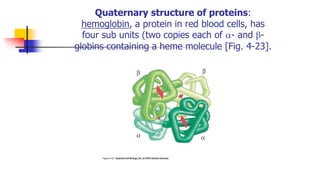 Quaternary structure of proteins:
hemoglobin, a protein in red blood cells, has
four sub units (two copies each of - and β-
globins containing a heme molecule [Fig. 4-23].
 