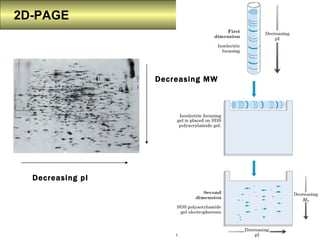 2D-PAGE Decreasing pI Decreasing MW 