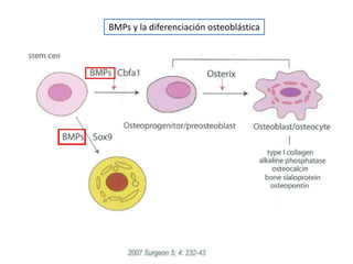 Función



– Diferenciación celular
– Sobrevida celular
– Proliferación celular
– Apoptosis
– Interacción con células mese...