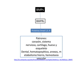 BMPs en esqueletogénesis



– Papel importante en redes de señalización
– Diferenciación osteoblasto y condrocito
– Formac...