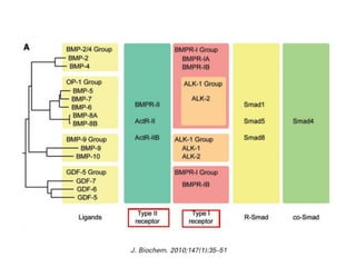 Vía BMP-Smad y factores nucleares




Bubnoff, A. et al. Developmental Biology. 2001;14:1-14.
 