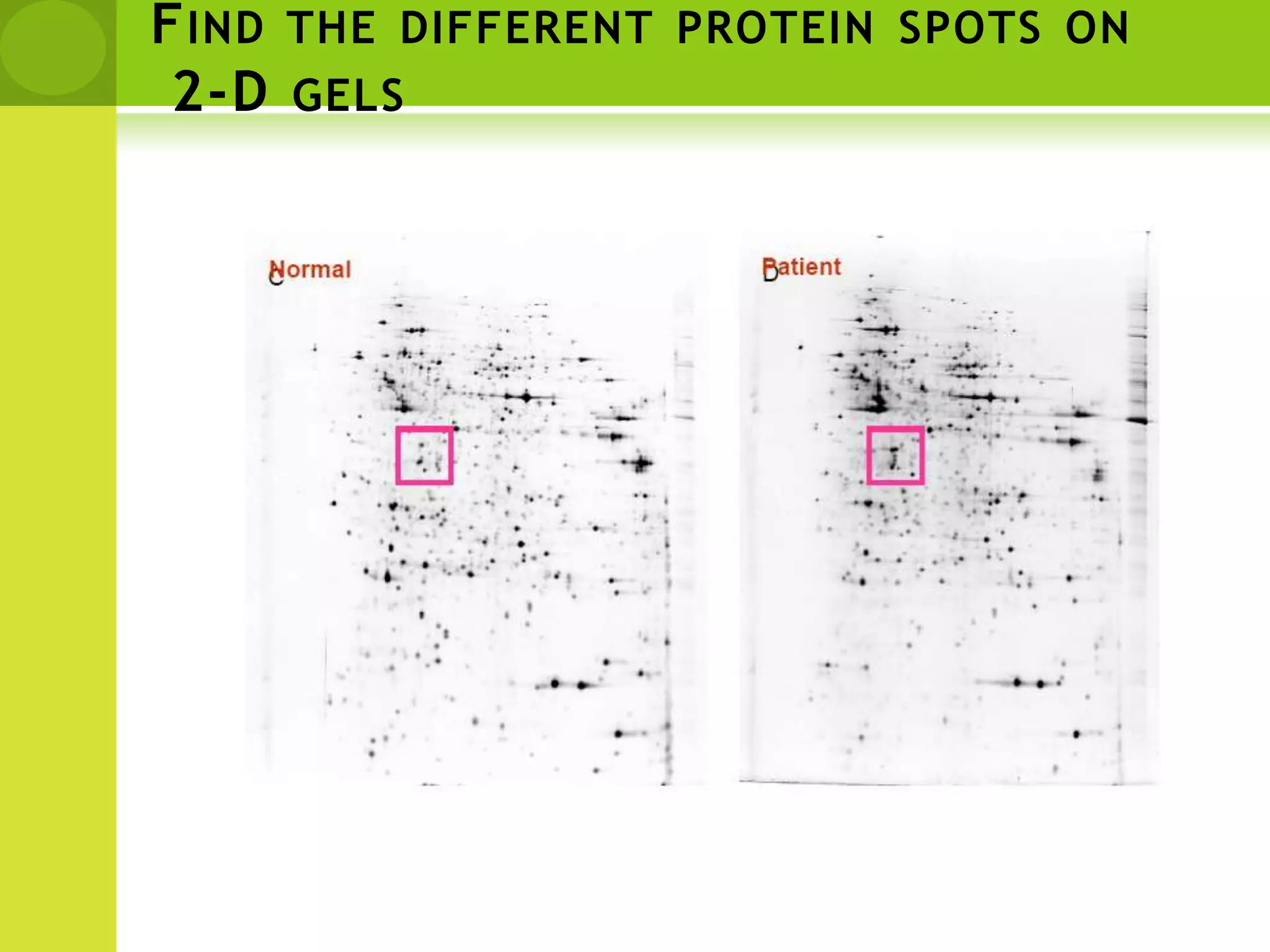 Find the different protein spots on 2-D gels