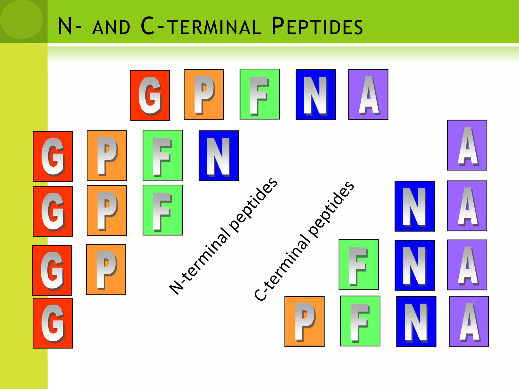 N- and C-terminal PeptidesPAGNFAPGNFANPGFC-terminal peptidesN-terminal peptidesANFPGPANFG
