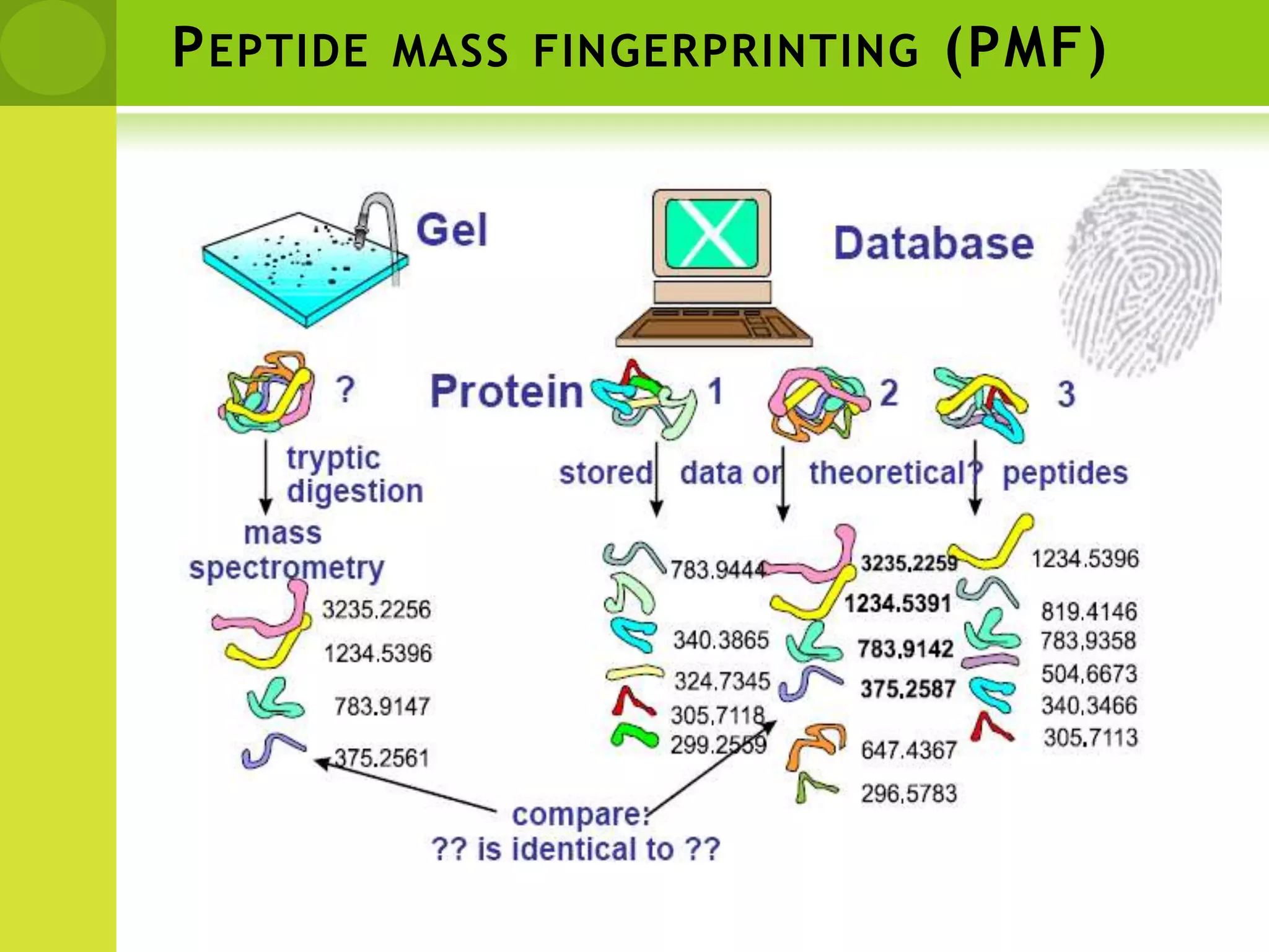 High throughput technique:2D electrophoresis + Mass spectrometrySeparationidentification
