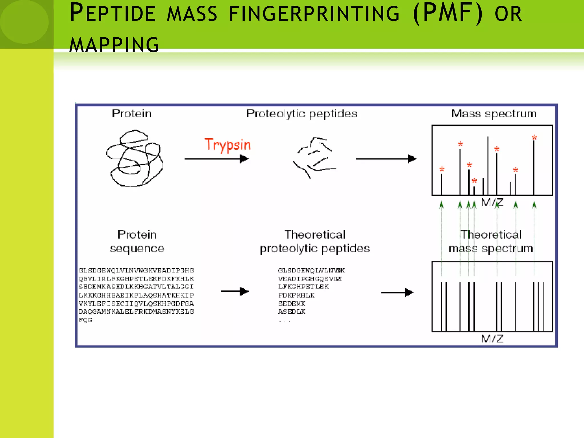Principles of FingerprintingSequenceMass (M+H)Mass Spectrum>Protein 1acedfhsakdfqeasdfpkivtmeeewendadnfekqwfe>Protein 2acekdfhsadfqeasdfpkivtmeeewenkdadnfeqwfe>Protein 3acedfhsadfqekasdfpkivtmeeewendakdnfeqwfe4842.054842.054842.05