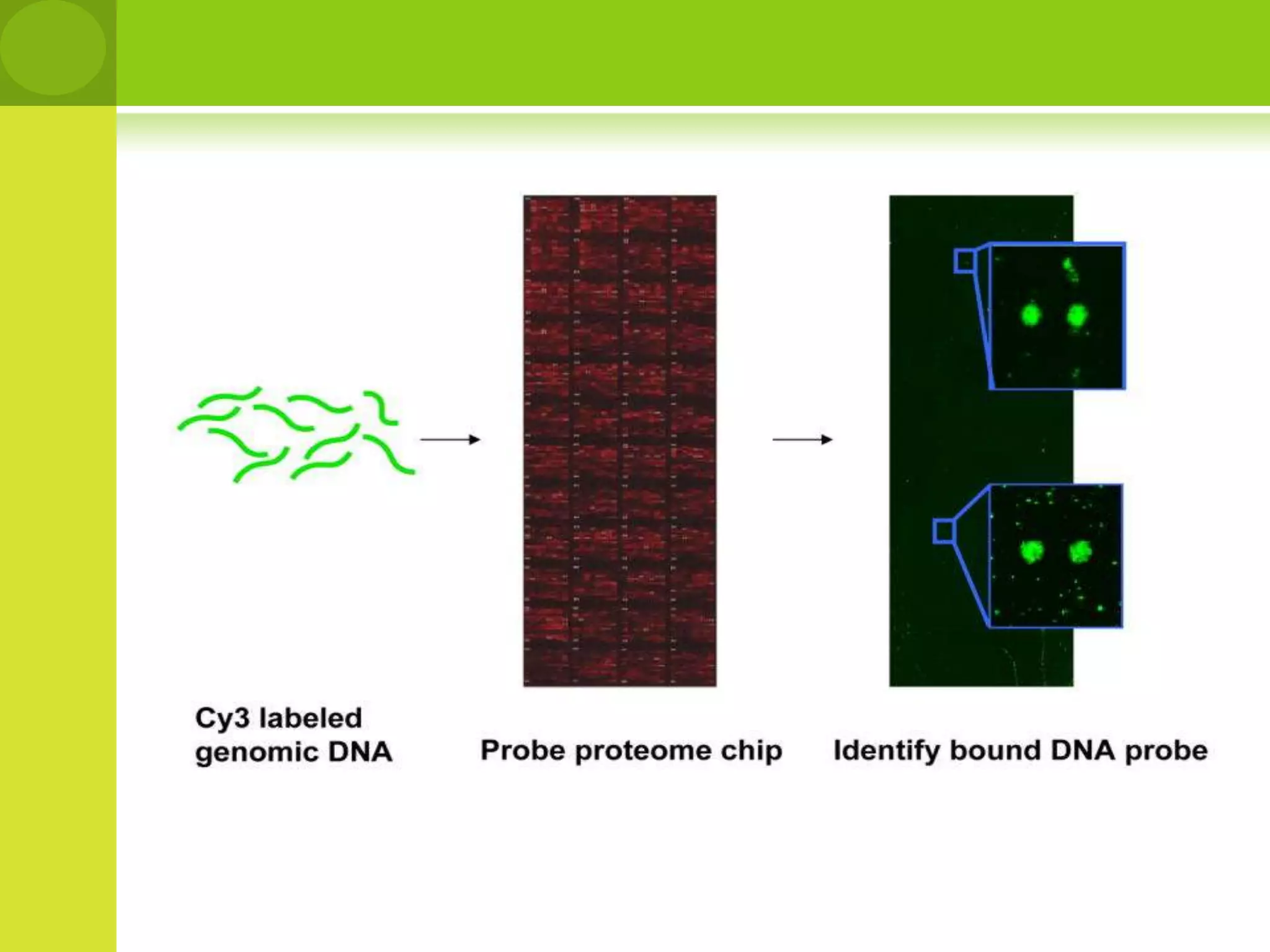 reverse phase protein microarray (RPA)In RPA, cells are isolated from various tissues of interest and are lysed. The lysate is arrayed onto a nitrocellulose slide using a contact pin microarrayer. The slides are then probed with antibodies against the target protein of interest, and the antibodies are typically detected with chemiluminescent, fluorescent, or colorimetric assays. 