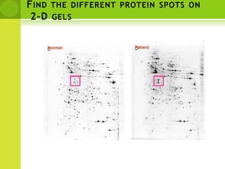 Find the different protein spots on 2-D gels
