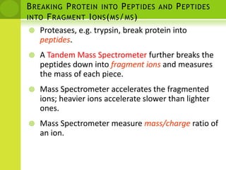 Breaking Protein into Peptides and Peptides into Fragment Ions(ms/ms)Proteases, e.g. trypsin, break protein into peptides.A Tandem Mass Spectrometer further breaks the peptides down into fragment ions and measures the mass of each piece.Mass Spectrometer accelerates the fragmented ions; heavier ions accelerate slower than lighter ones.Mass Spectrometer measure mass/chargeratio of an ion.