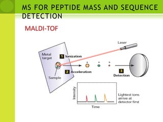  Tandem Mass Spectrometry (MS/MS)Precursor selection + collision induced dissociation(CID)MS/MS