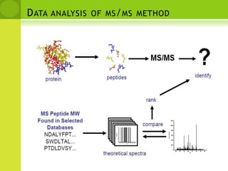    Principles of Fingerprinting*SequenceMass (M+H)Tryptic Fragmentsacedfhsakdfgeasdfpkivtmeeewendadnfekgwfeacekdfhsadfgeasdfpkivtmeeewenkdadnfeqwfeacedfhsadfgekasdfpkivtmeeewendakdnfegwfe>Protein 1acedfhsakdfqeasdfpkivtmeeewendadnfekqwfe>Protein 2acekdfhsadfqeasdfpkivtmeeewenkdadnfeqwfe>Protein 3acedfhsadfqekasdfpkivtmeeewendakdnfeqwfe4842.054842.054842.05