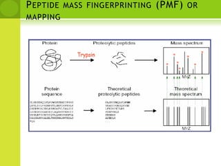 Principles of FingerprintingSequenceMass (M+H)Mass Spectrum>Protein 1acedfhsakdfqeasdfpkivtmeeewendadnfekqwfe>Protein 2acekdfhsadfqeasdfpkivtmeeewenkdadnfeqwfe>Protein 3acedfhsadfqekasdfpkivtmeeewendakdnfeqwfe4842.054842.054842.05