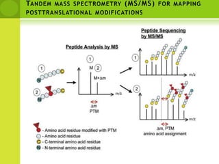 Expression proteomicsSeparation, quantification and identification of large numbers of proteins from biological specimens2D gel electophoresisMass Spec analysis