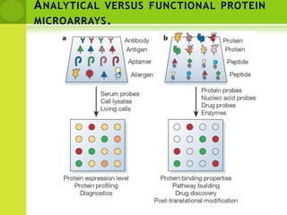 Analytical microarraysDifferent types of ligands, including antibodies, antigens, DNA or RNA aptamers, carbohydrates or small molecules, with high affinity and specificity, are spotted down onto a derivatized surface. Protein samples from two biological states to be compared are separately labelled with red or green fluorescent dyes, mixed, and incubated with the chips. Spots in red or green colour identify an excess of proteins from one state over the other.These types of microarrays can be used to monitor differential expression profiles and for clinical diagnostics. Examples include profiling responses to environmental stress and healthy versus disease tissues 