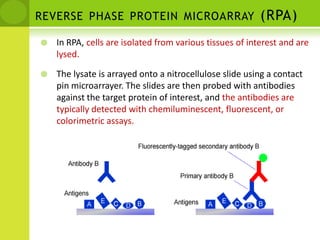 Analytical versus functional protein microarrays.