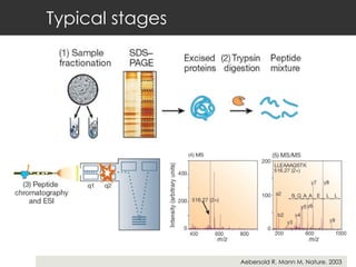 Typical stages Aebersold R, Mann M, Nature. 2003 