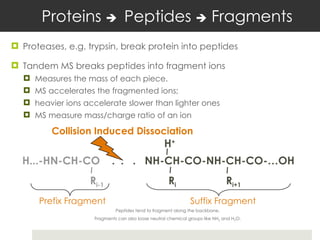 Proteins    Peptides    Fragments Proteases, e.g. trypsin, break protein into peptides Tandem MS breaks peptides into fragment ions  Measures the mass of each piece. MS accelerates the fragmented ions; heavier ions accelerate slower than lighter ones MS measure mass/charge ratio of an ion Peptides tend to fragment along the backbone. Fragments can also loose neutral chemical groups like NH 3  and H 2 O. H...-HN-CH-CO   .  .  .   NH-CH-CO-NH-CH-CO-…OH R i-1 R i R i+1 H + Prefix Fragment Suffix Fragment Collision Induced Dissociation 